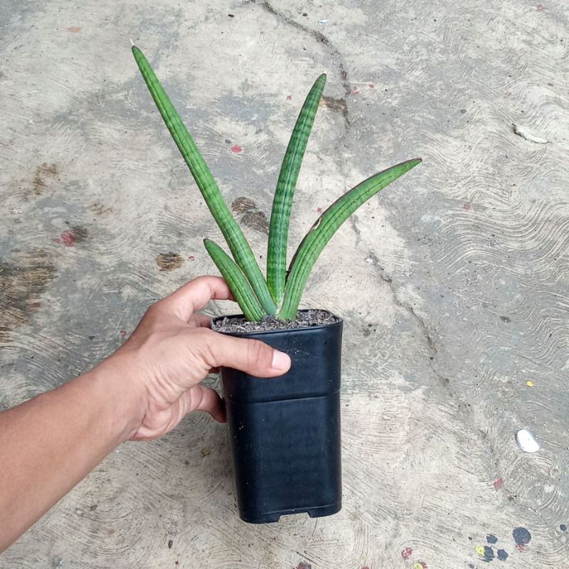 sansevieria personi