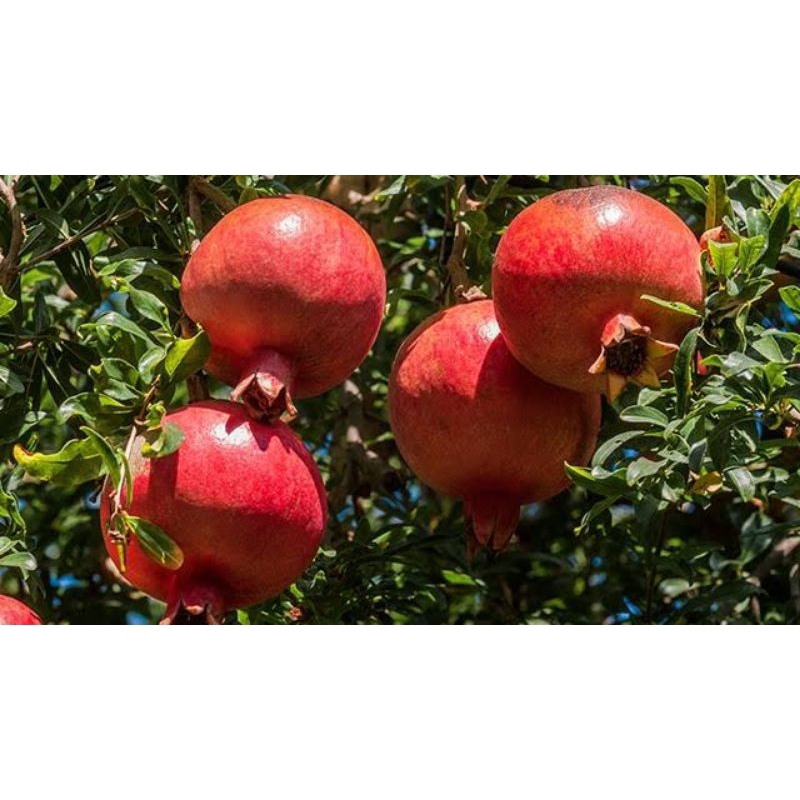 bibit delima merah biji lunak | delima biji lunak | bibit delima merah