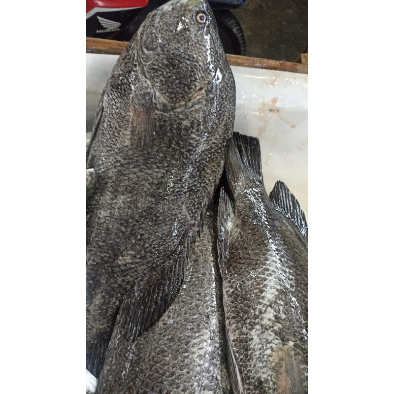 

Ikan Kakap Hitam Segar