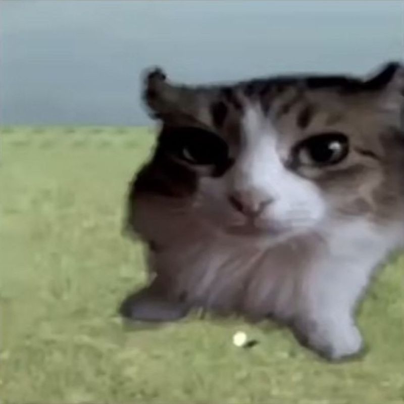 boneka kucing kecil