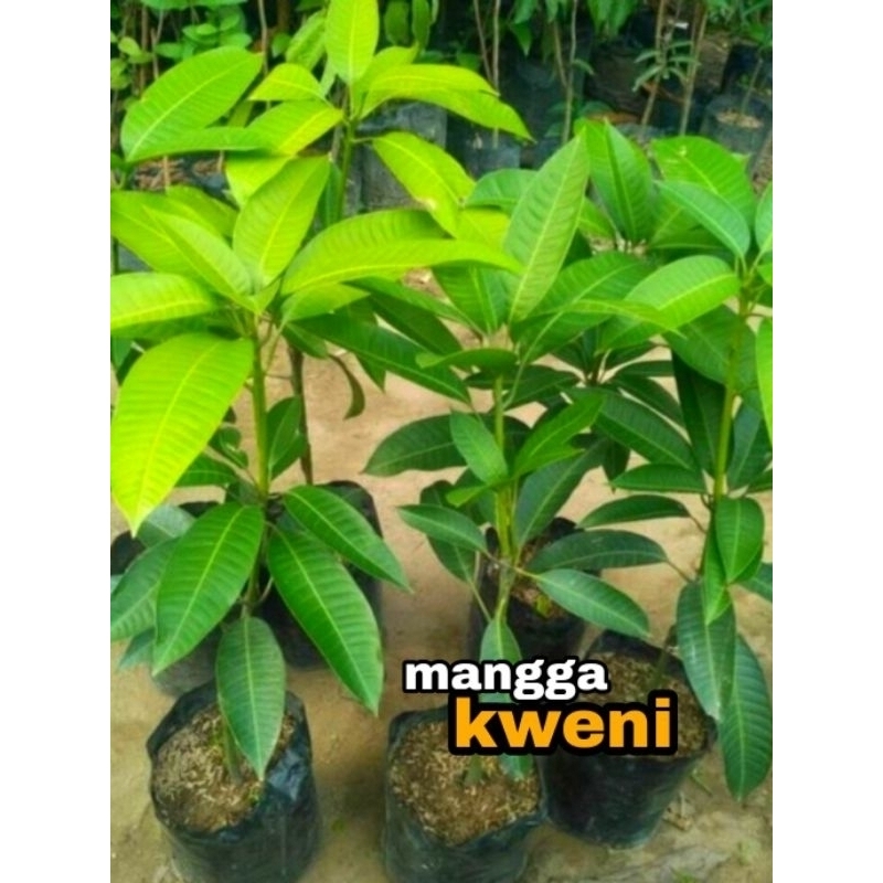 bibit mangga kweni // mangga langka
