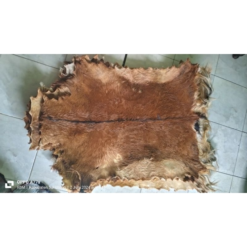 kulit bulu kambing kering olahan diawetkan kimia 60x80