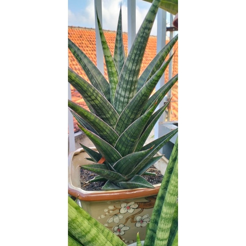sansivera hybrid cordova x tom