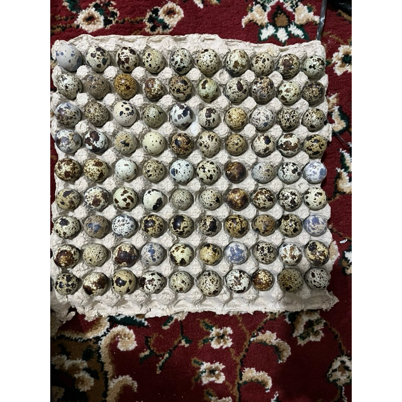 

Telur Puyuh langsung dari kandang