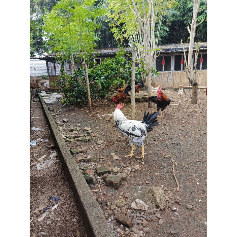 jantan ayam kampung yudistira bobot 2,5kg-3kg jenis parent stock usia 4-7 bulan