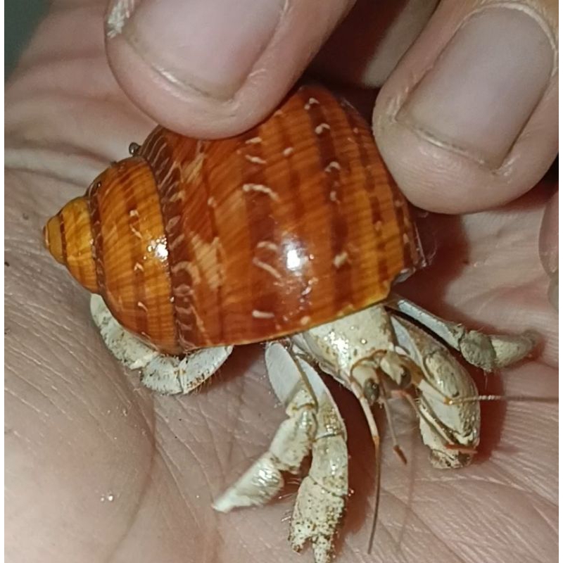 Rugosus Putih dan Merah All Varian