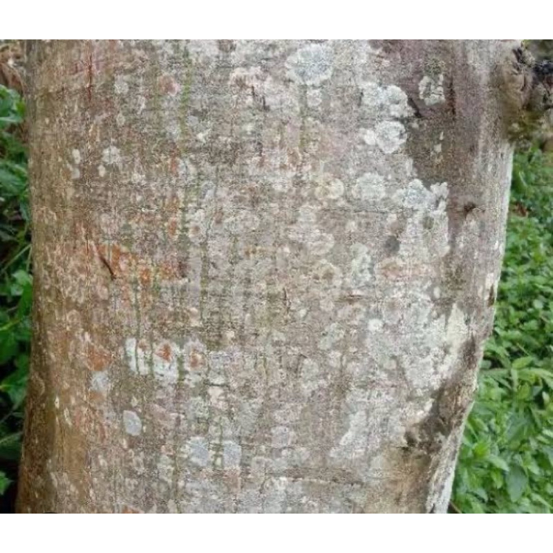 

Kulit pohon randu segar / kulit randu segar 500 gram-az