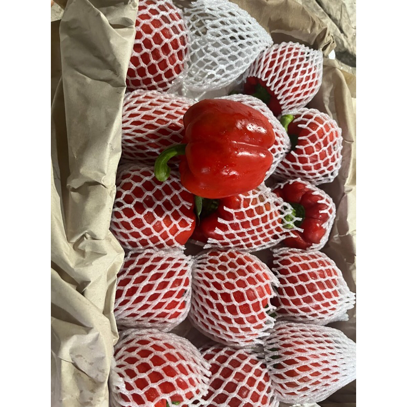 

Paprika Merah / Red 1 Dus (10 KG) Fresh Import