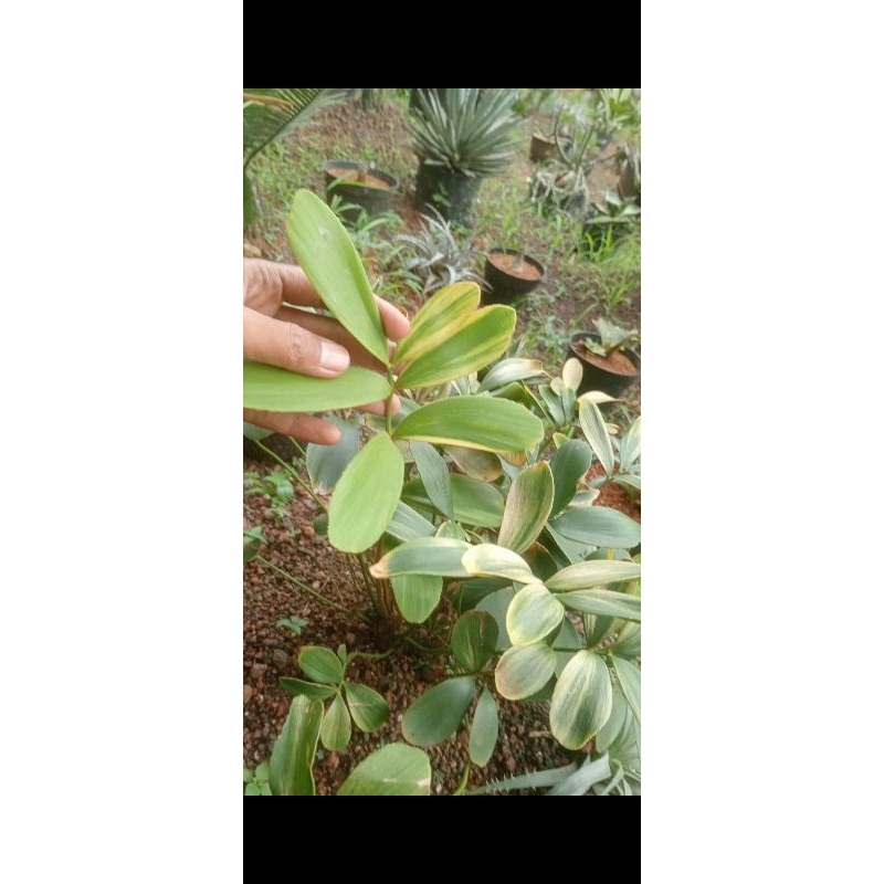 Tanaman Hias Zamia Furfuracea Varigata/ Zamia Variegata/ Sikas Variegata/ Cycads