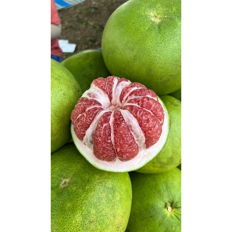 

Jeruk pamelo asli magetan