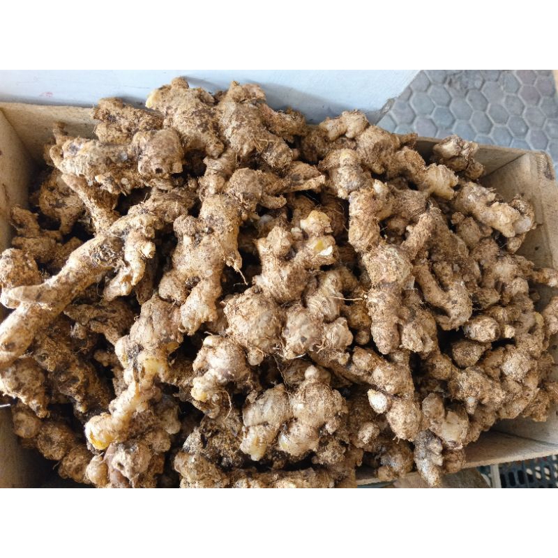 

Jahe Emprit segar super 1 kilogram asli dari gunung