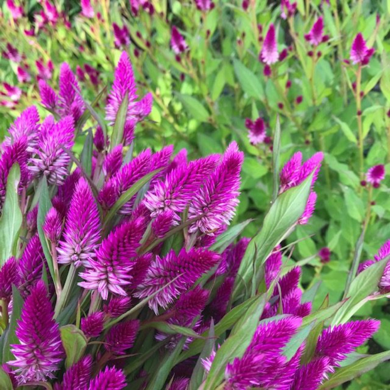 Bibit Benih Bunga Celosia Argentea (100 Butir)