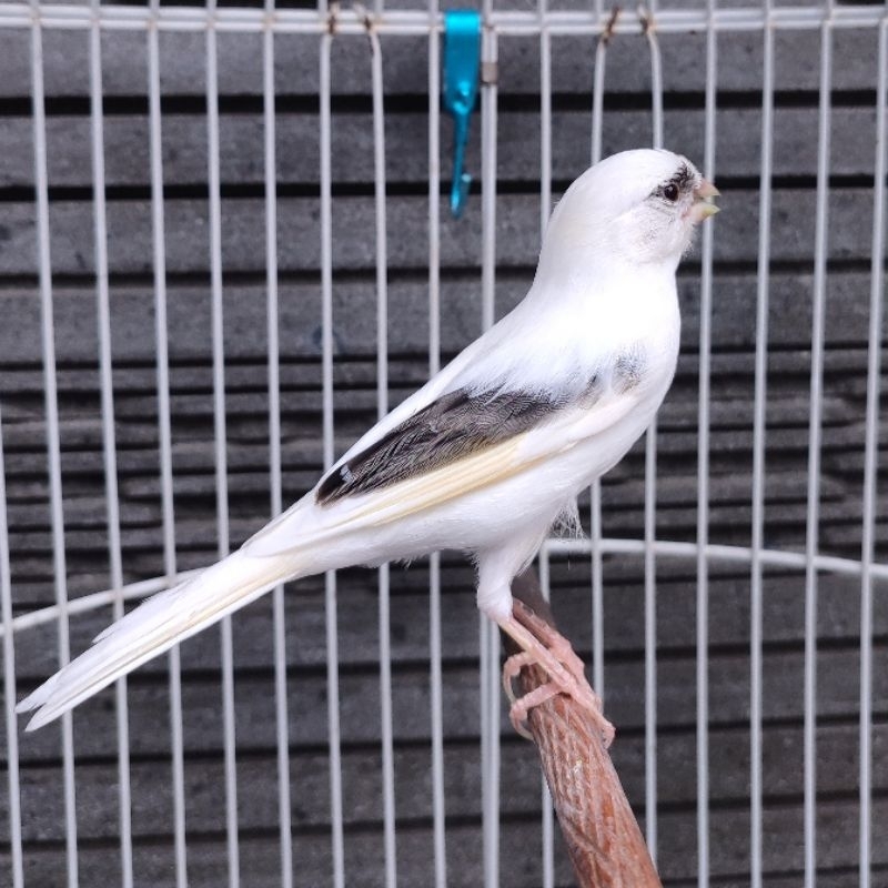 Kenari Panda Gacor - Jantan (Only Instant Grab/Gojek)