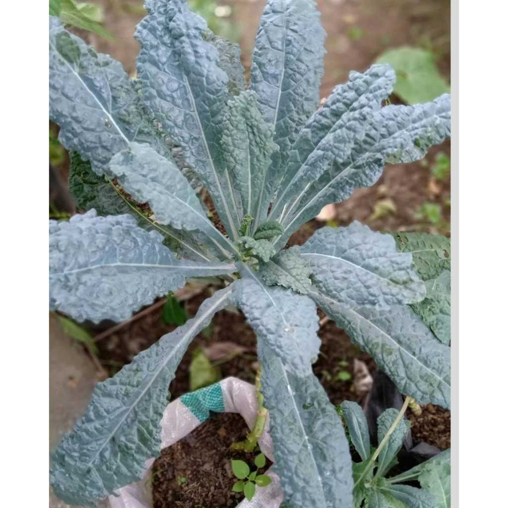 Tanaman Kale Nero Tanaman Sayur Rimbun