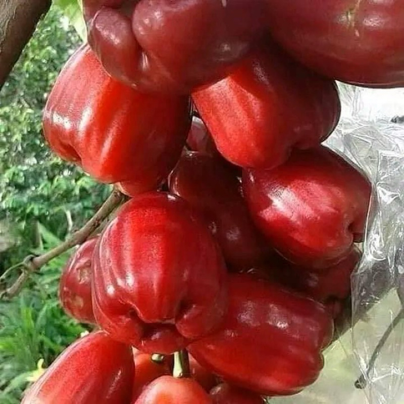 Bibit Jambu Air Dalhari Varietas Valid ,(pernah berbunga) ,dan cepat berbuah