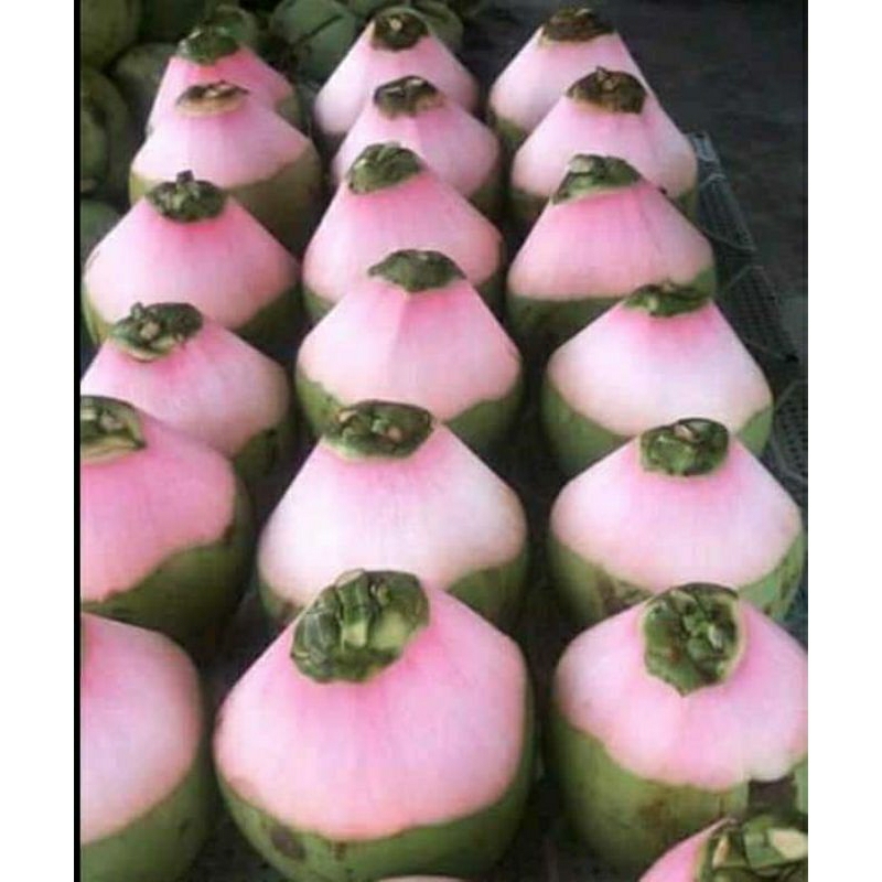 

PAKET MURAH 1PCS Kelapa muda + 1PCS KELAPA Wulung obat