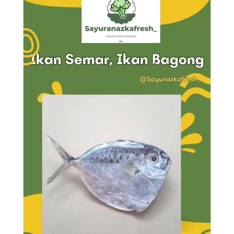 

ikan Semar, Ikan Bagong [±1kg]