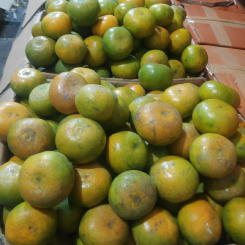 

Jeruk medan super 1 kg