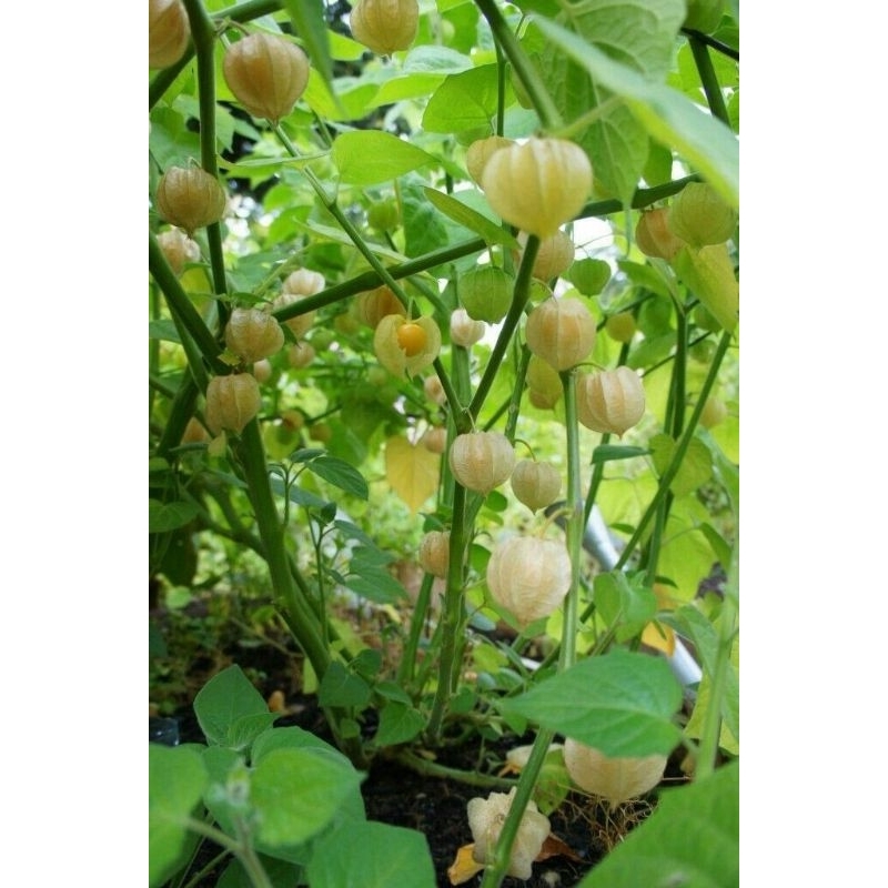 Bibit Ciplukan (Cecendet)