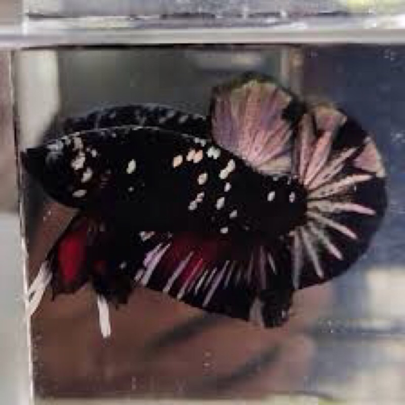 1 PSG CUPANG AVATAR COOPER GOLD SEPERTI DIVIDEO/FOTO HIASAN AQUARIUM