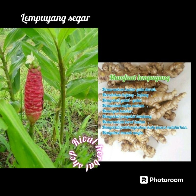 

Lempuyang Segar 1kg Herbal Pereda Sakit Gigi Alami