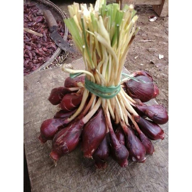 

Bahan Dapur Kering Bawang Hitam Pekat Bawang Dayak Jumbo