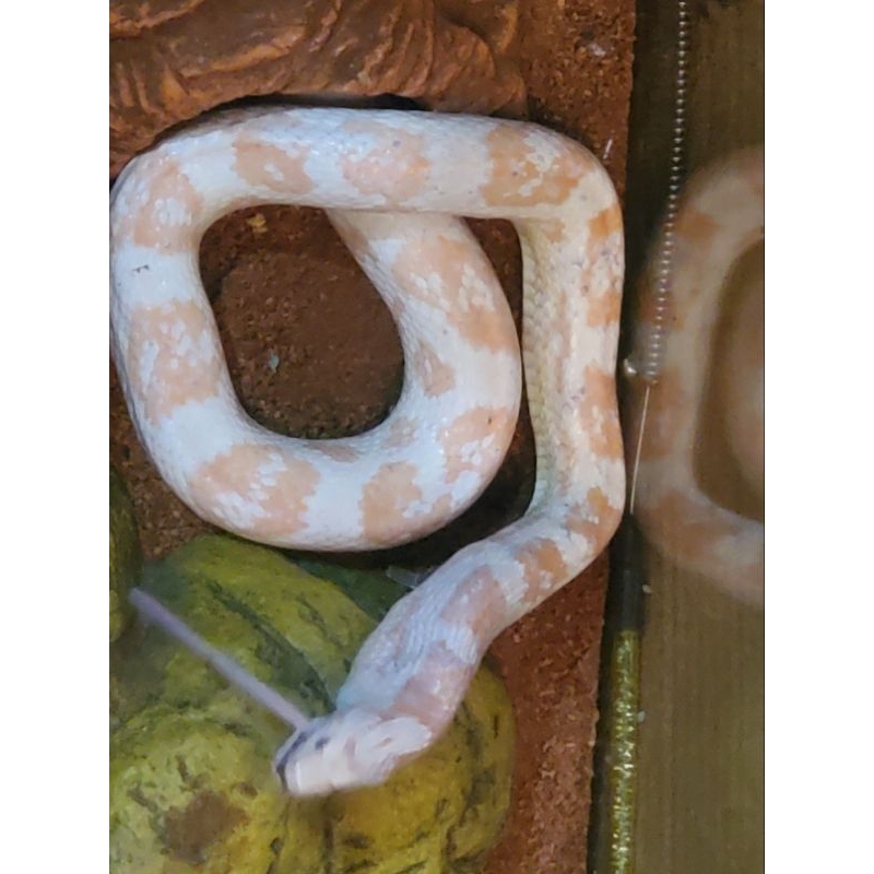 mainan anak ular Cornsnake snow umur 2 thn pink albino