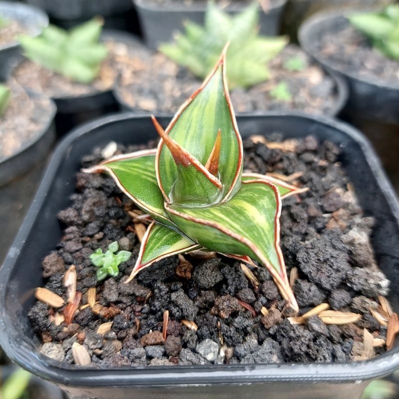 tanaman hias sanseviera PINGUICULA/PINGUI VARIGATA sansevieria sansevera sanseviera sansivera lidah 