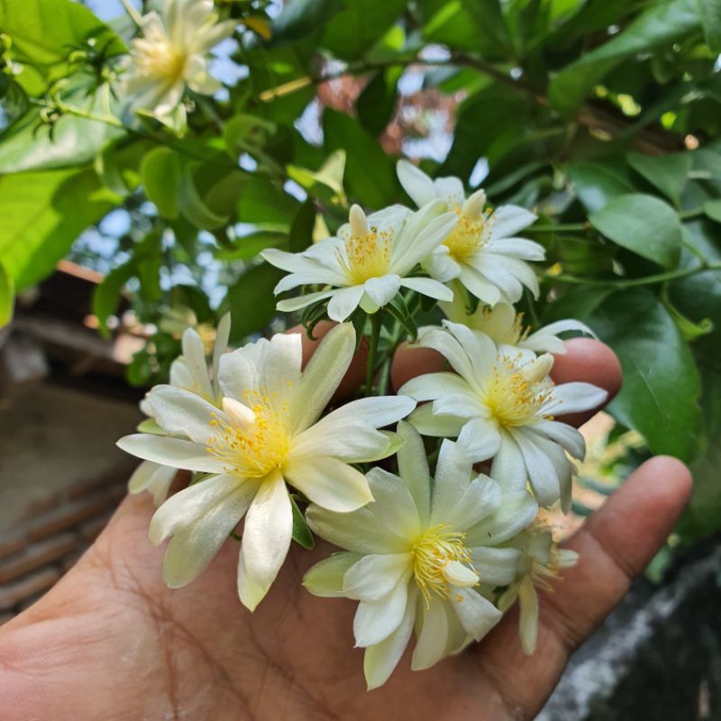 tanaman bunga pareskia aculeata hijau/lemon Vine hijau