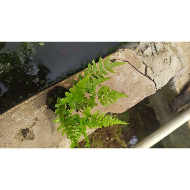 pakis darat media wabikusa tanaman aquascape