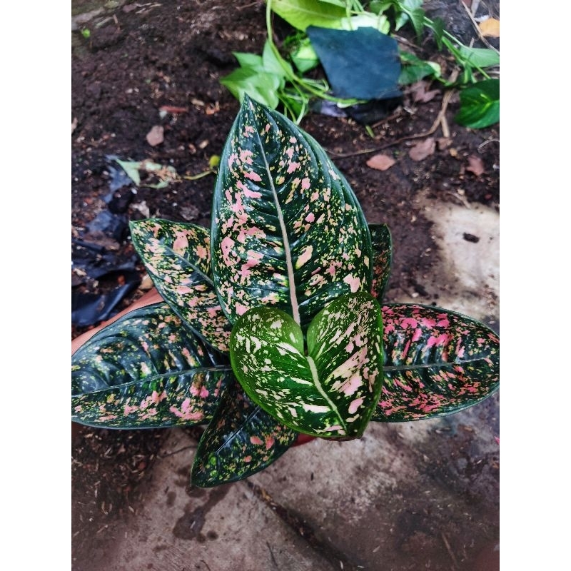 paket 2 Aglonema tanian lokal ruby compacta dan wulandari