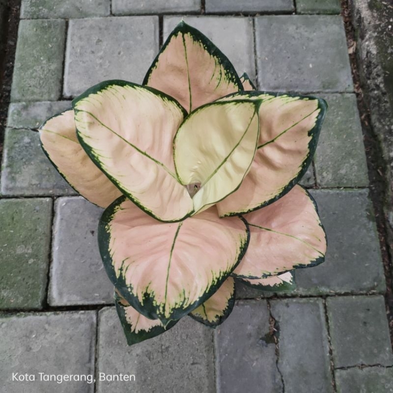 aglonema monalisa induk