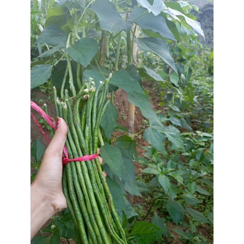 

Kacang panjang Fresh langsung dari kebun