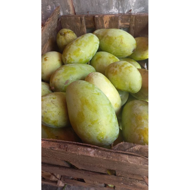 

Mangga Budiraja