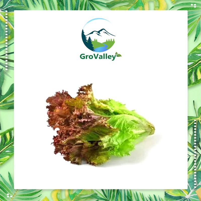 

Selada Keriting Merah / Lollo Rosso Lettuce Hidroponik