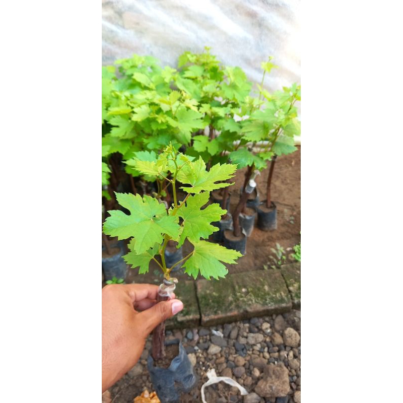bibit anggur import isi 6 bibit