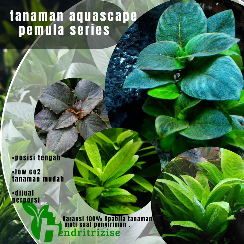 tanaman aquascape pemula series  (tanaman aquascape)