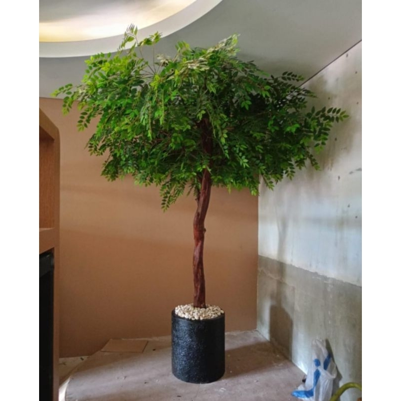 Pohon Beringin/Tanaman Pot Pohon Beringin Hias/Pohon Beringin Dekorasi