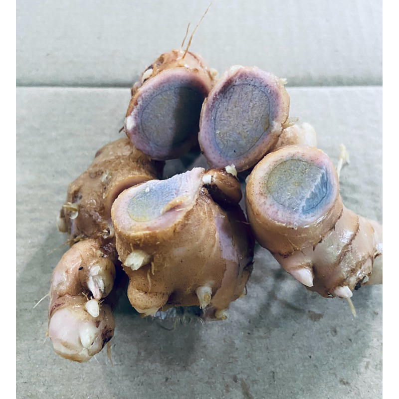 

Umbi bangle hitam umbi panglai hitam segar 200 gram bisa untuk bibit-az