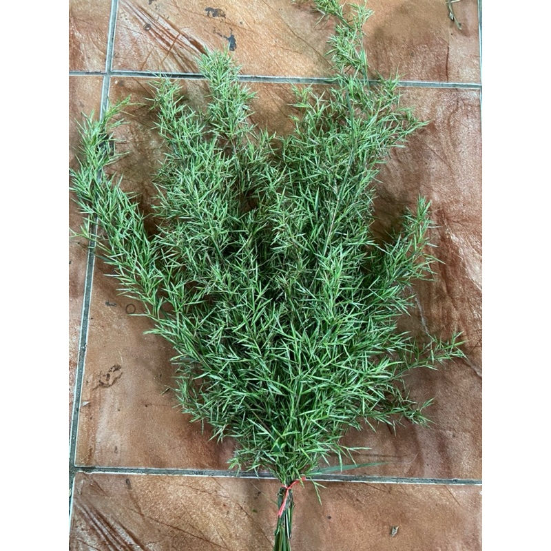 

Jual bunga sereh wangi bunga sereh merah segar-az