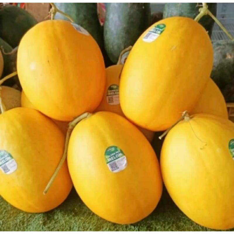 100 Benih Bibit Biji Melon Luna Golden Kuning F1 Hibrida Seeds Manis