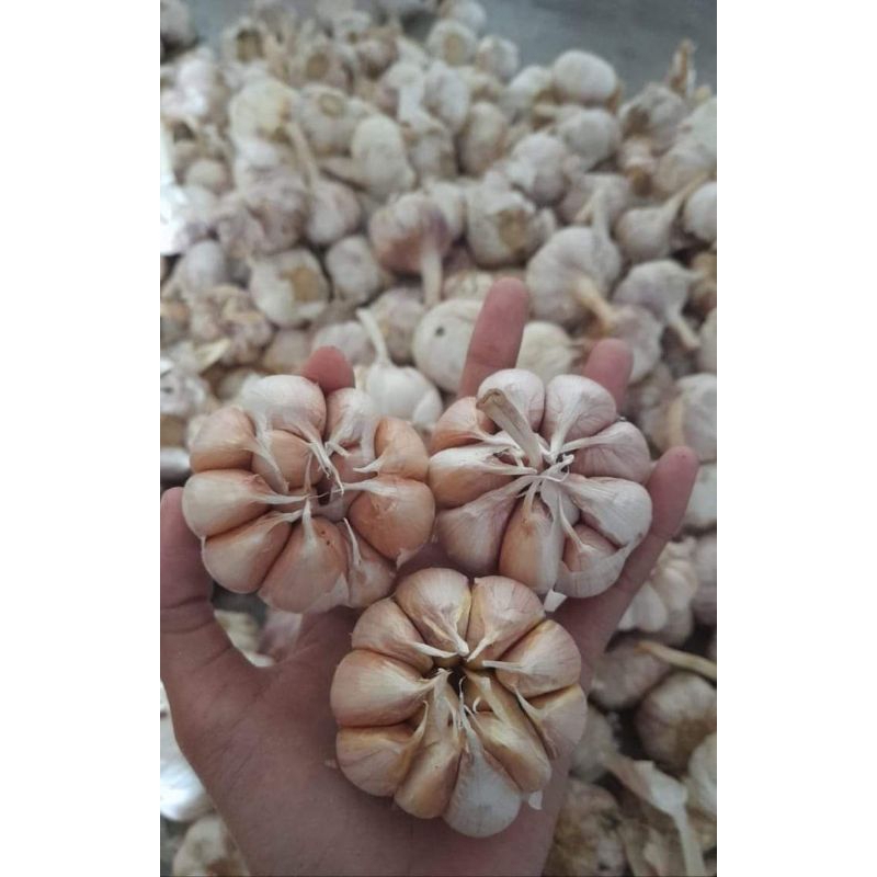 

Bawang Putih Sinco 500 gram Fresh