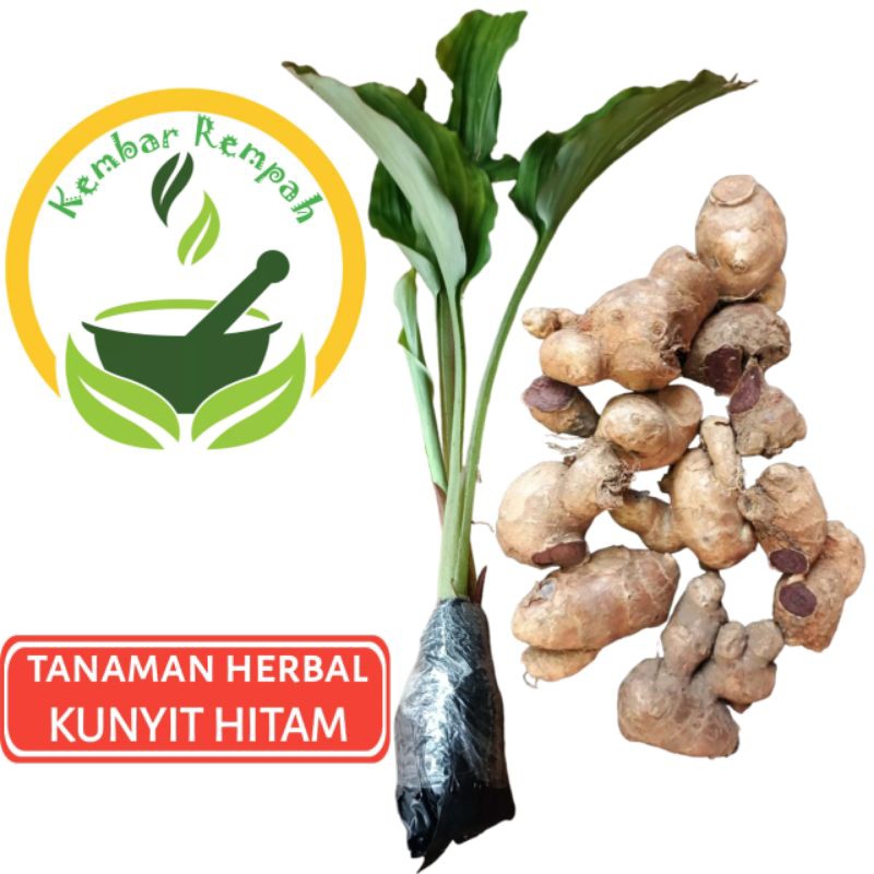 Bibit Tanaman Herbal Kunyit Hitam Original Siap Tanam