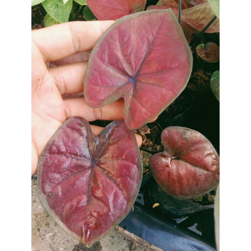 keladi Hybrid Cantik warna merah