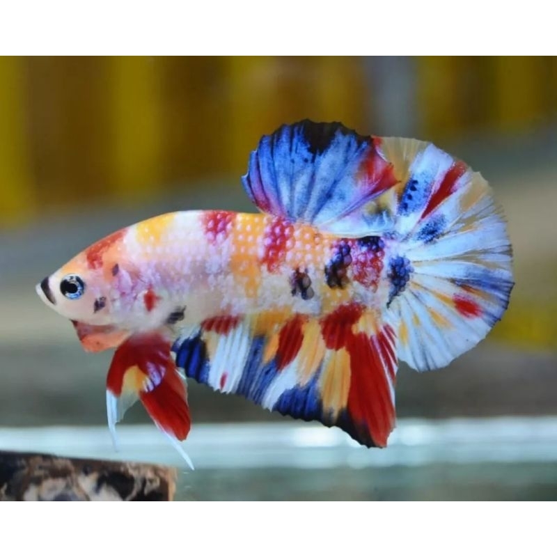 HIASAN AKUARIUM ( CUPANG MULTICOLOUR ) Top