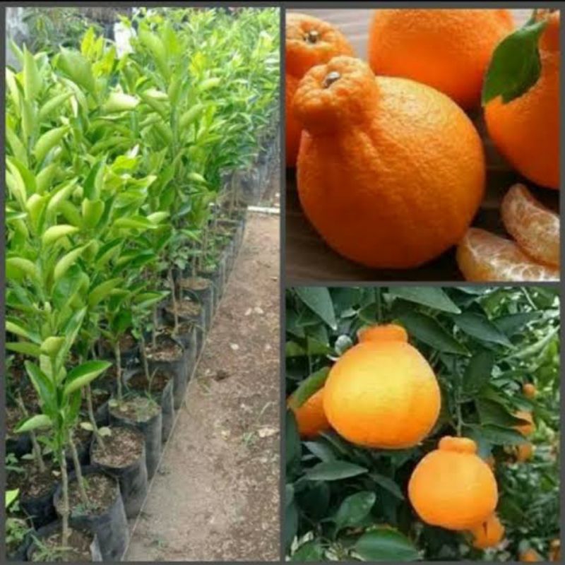 Jeruk dekopon bibit jeruk dekopon