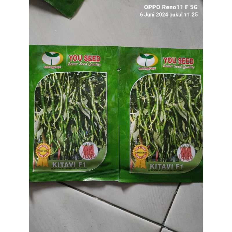 BENIH bibit cabai keriting KITAVI F1 isi 10 gr dr YOU SEED