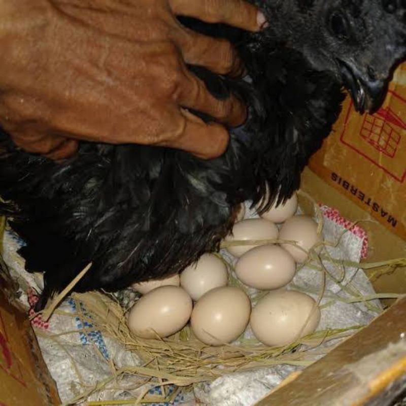

Telur Ayam Cemani siap di tetaskan