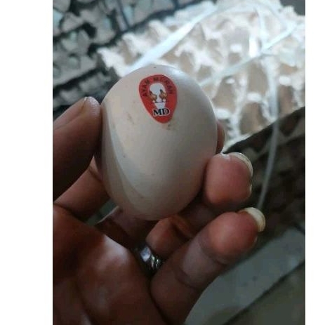 

Telor ayam cap MD ayam merah 10butir