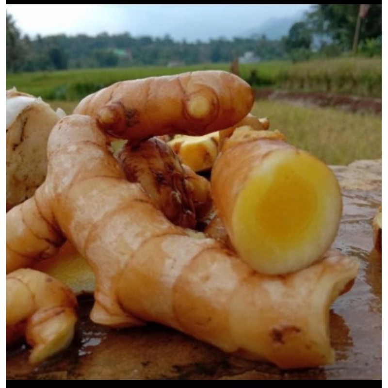 

Temu Mangga Segar 1kg(Curcuma Mangga) Atau Kunyit Mangga